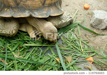 Turtles and daily activities 119768883