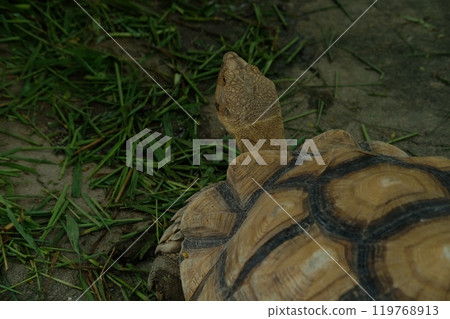 Turtles and daily activities 119768913