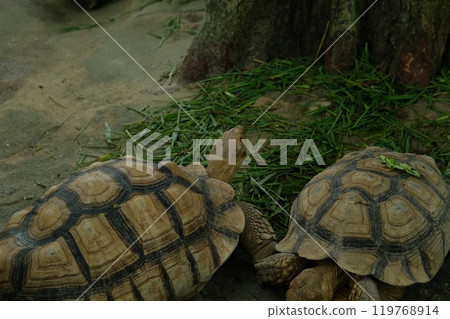 Turtles and daily activities 119768914