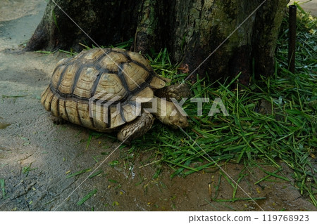 Turtles and daily activities 119768923