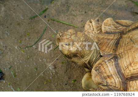 Turtles and daily activities 119768924