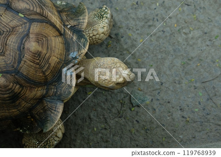 Turtles and daily activities 119768939