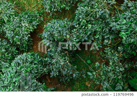 Coffee tree with fresh arabica coffee bean in coffee plantation on the mountain 119769496