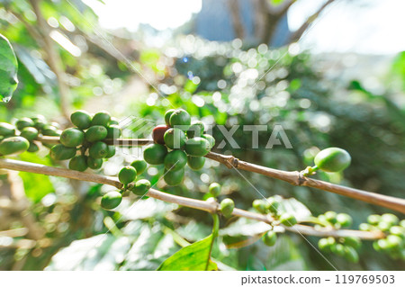 Coffee tree with fresh arabica coffee bean in coffee plantation on the mountain 119769503