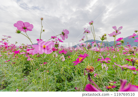 盛開的波斯菊領域 119769510