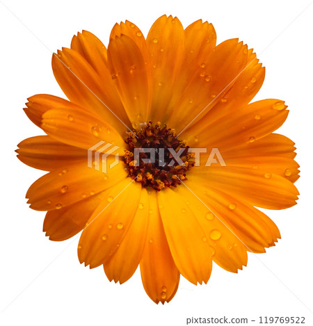 Calendula flower on a white background 119769522