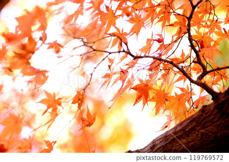 Autumn scenery Autumn scenery 119769572