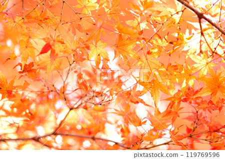 Autumn scenery 119769596