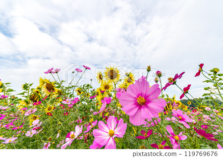 Cosmos and yellow sunflowers shining against the autumn sky 119769676