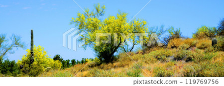 Palo Verde Tree, Sonora Desert, Spring and in bloom 119769756