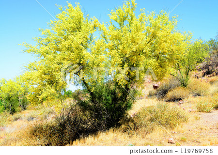 Palo Verde Tree, Sonora Desert, Spring and in bloom Palo Verde Tree, Sonora Desert, Spring and in bloom 119769758