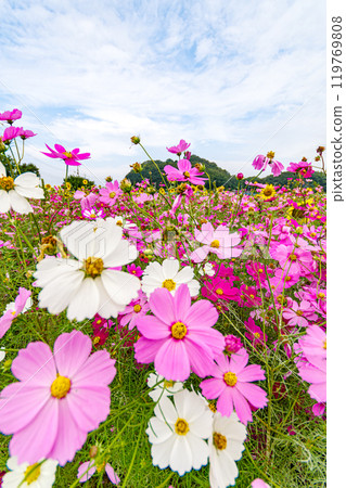 粉紅色的宇宙綻放在宇宙領域 119769808