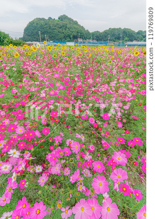 Pink cosmos blooming in the cosmos field 119769809
