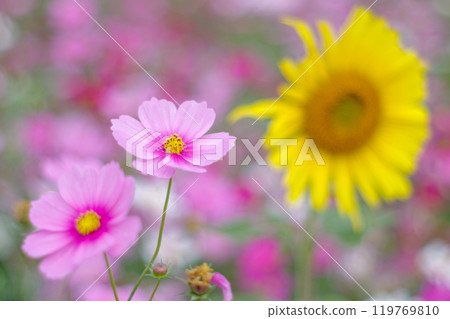 Pink cosmos blooming in the cosmos field 119769810