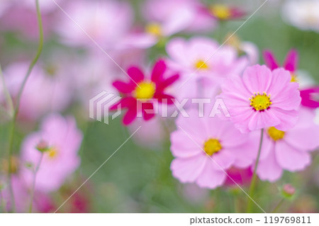 粉紅色的宇宙綻放在宇宙領域 119769811