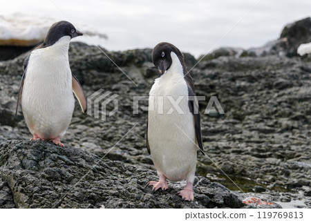 Two adelie penguins on beach in Antarctica 119769813
