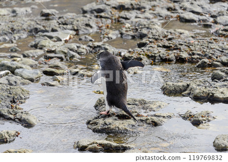Gentoo penguin going on beach in Antarctica Gentoo penguin going on beach in Antarctica 119769832