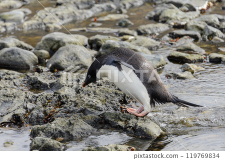 Gentoo penguin going on beach in Antarctica 119769834
