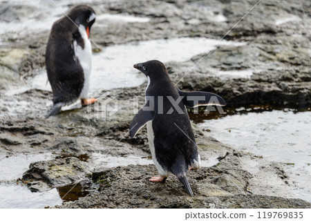 Adelie penguin standing on beach in Antarctica 119769835