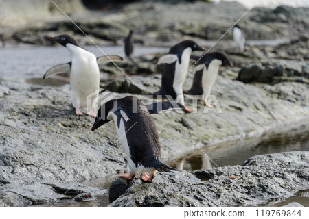 Group of adelie penguins on beach in Antarctica Group of adelie penguins on beach in Antarctica 119769844