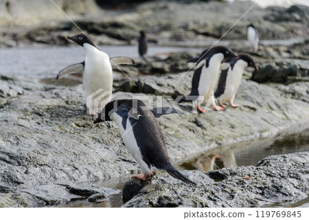 Group of adelie penguins on beach in Antarctica Group of adelie penguins on beach in Antarctica 119769845