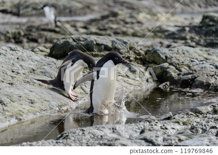Group of adelie penguins on beach in Antarctica Group of adelie penguins on beach in Antarctica 119769846