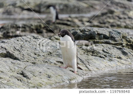 Penguin standing on beach in Antarctica  119769848