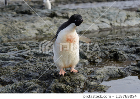 Penguin standing on beach in Antarctica Penguin standing on beach in Antarctica 119769854