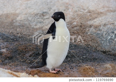 Adelie penguin going on beach in Antarctica 119769890