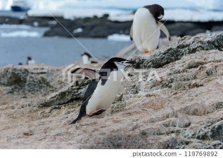 Adelie penguin going on beach in Antarctica 119769892