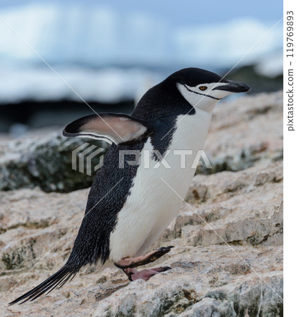 Adelie penguin going on beach in Antarctica 119769893