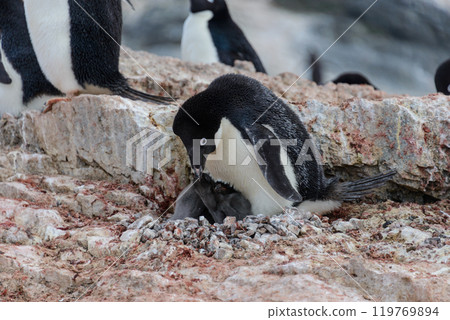 Adelie penguin with chicks in nest in Antarctica 119769894