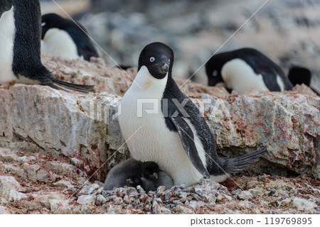 Adelie penguin with chicks in nest in Antarctica 119769895