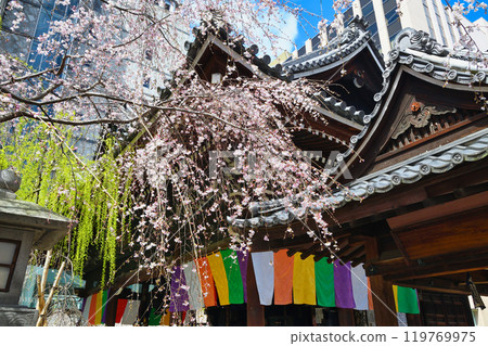 Beautiful weeping cherry blossoms just beginning to bloom at Rokkakudo Hall, Chohoji Temple, Mount Shiun, Kyoto (Nakagyo Ward, Kyoto City) Beautiful weeping cherry blossoms just beginning to bloom at Rokkakudo Hall, Chohoji Temple, Mount Shiun, Kyoto (Nakagyo Ward, Kyoto City) 119769975