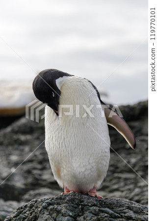Adelie penguin standing on beach in Antarctica 119770101