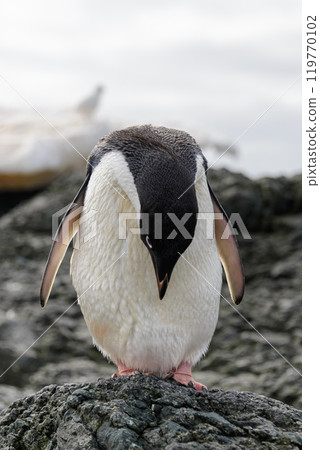 Adelie penguin standing on beach in Antarctica 119770102