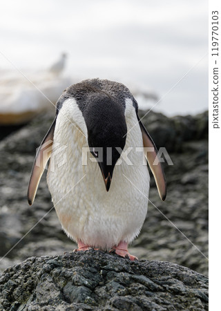 Adelie penguin standing on beach in Antarctica 119770103