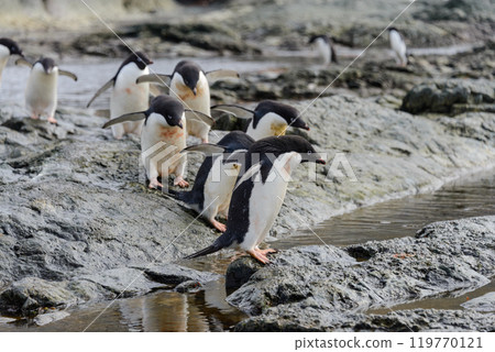 Group of adelie penguins on beach in Antarctica Group of adelie penguins on beach in Antarctica 119770121