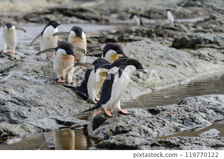 Group of adelie penguins on beach in Antarctica 119770122
