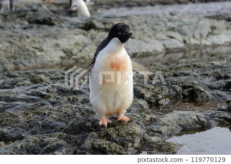 Penguin standing on beach in Antarctica 119770129