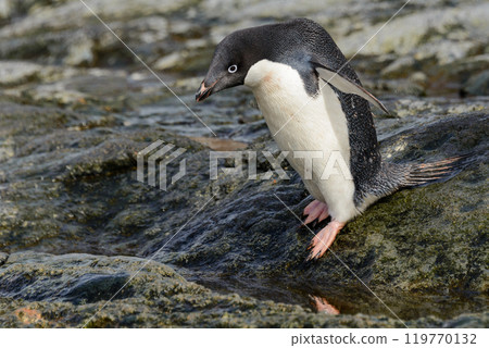 Penguin standing on beach in Antarctica 119770132