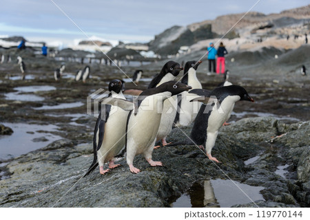 Group of adelie penguins on beach in Antarctica 119770144