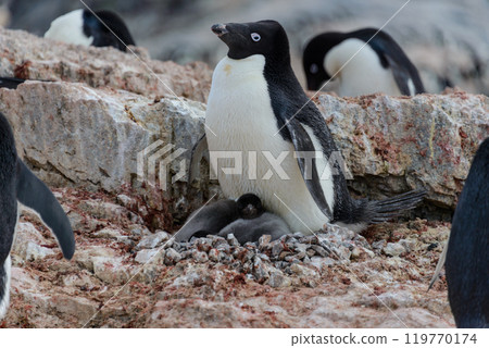 Adelie penguin with chicks in nest in Antarctica 119770174