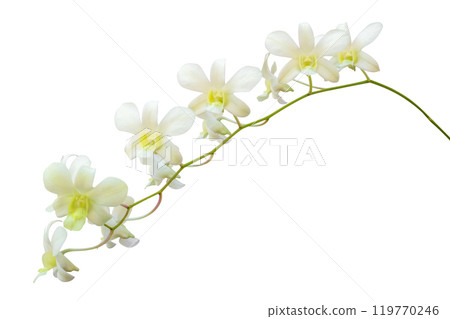 Beautiful white orchid flower isolated on white background 119770246