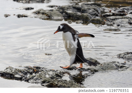 Gentoo penguin going on beach in Antarctica 119770351