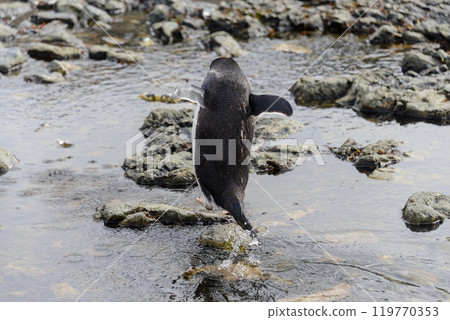 Gentoo penguin going on beach in Antarctica Gentoo penguin going on beach in Antarctica 119770353