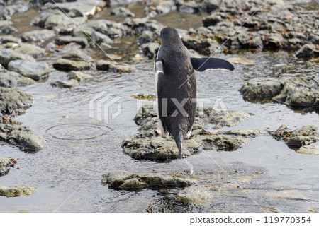 Gentoo penguin going on beach in Antarctica Gentoo penguin going on beach in Antarctica 119770354
