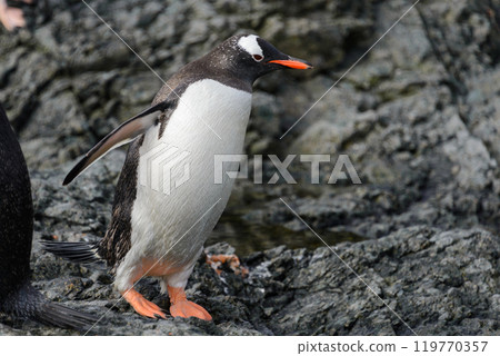 Gentoo penguin going on beach in Antarctica 119770357