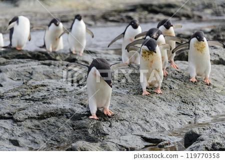 Group of adelie penguins on beach in Antarctica 119770358