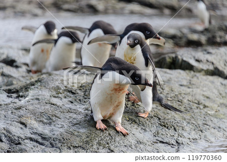 Group of adelie penguins on beach in Antarctica 119770360
